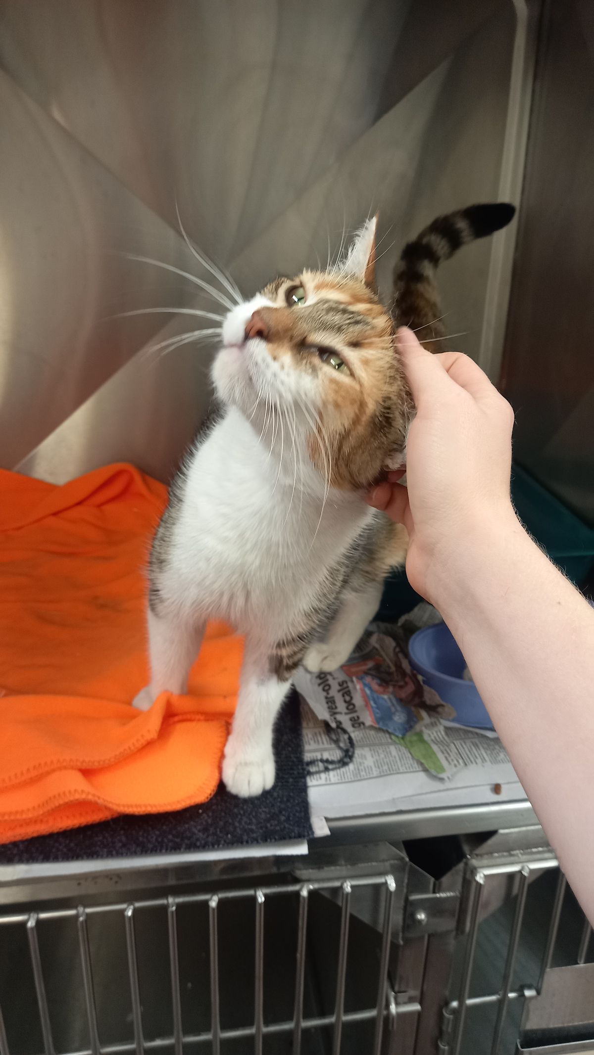 Gallery image: Everly 