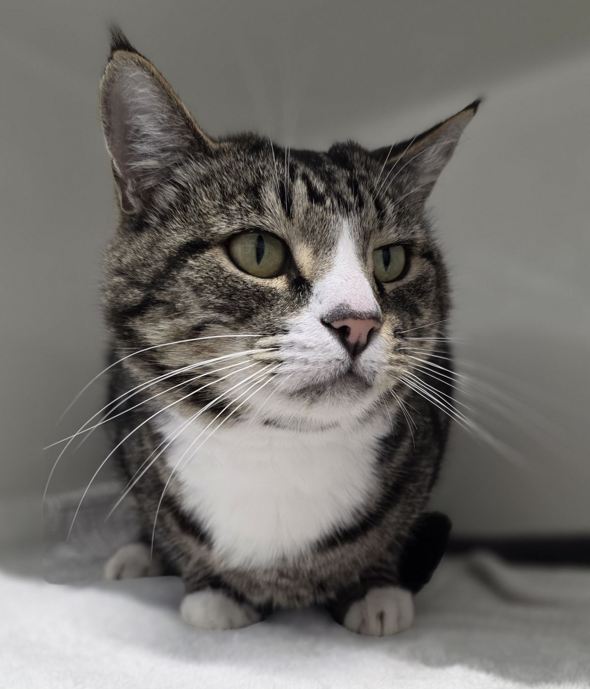 Gallery image: Rumble