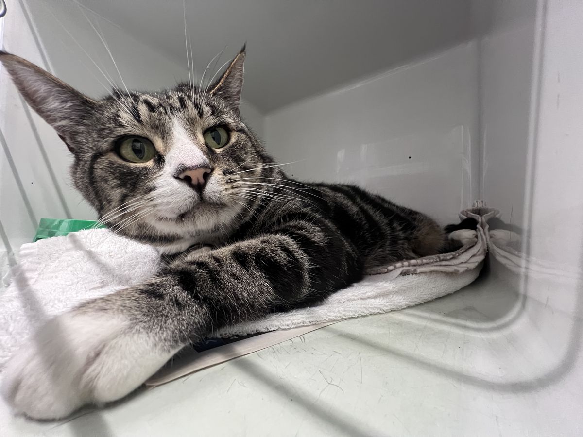 Gallery image: Rumble