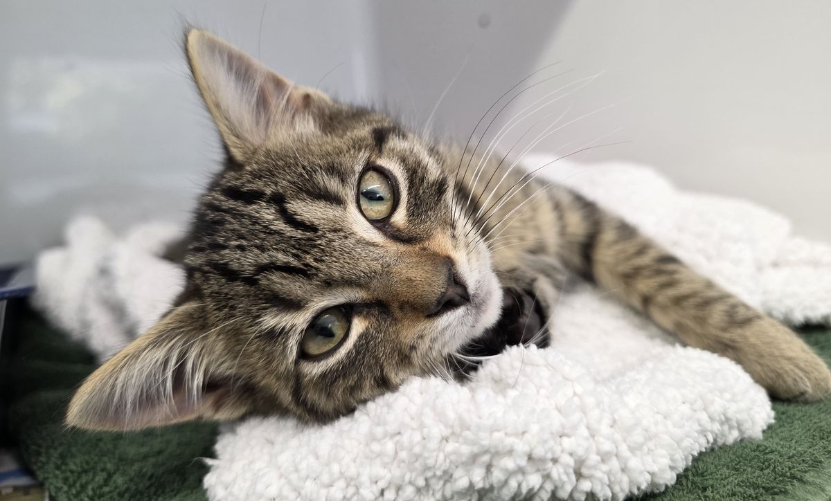 Gallery image: Clover