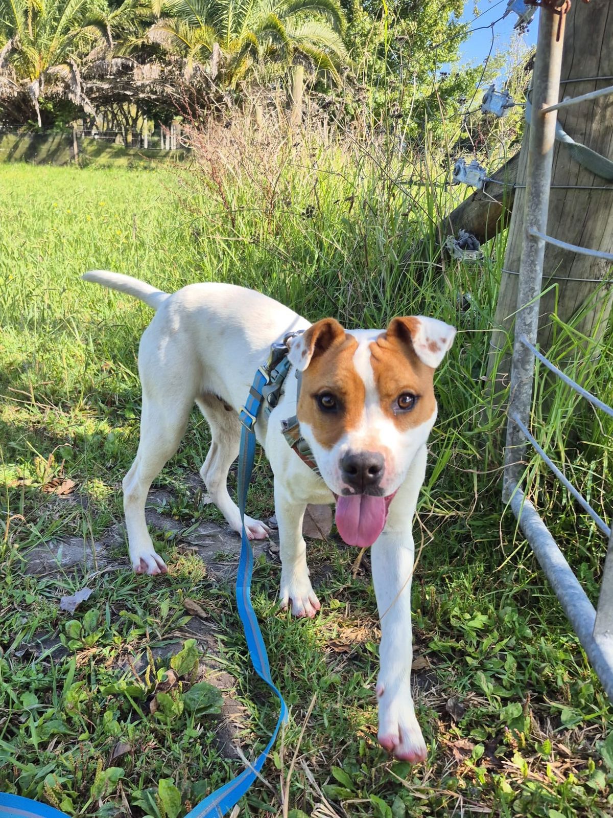 Gallery image: Barley