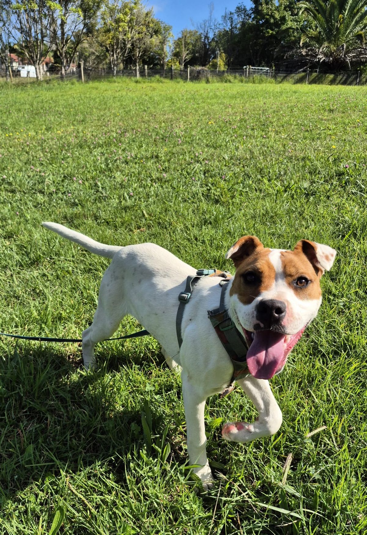 Gallery image: Barley