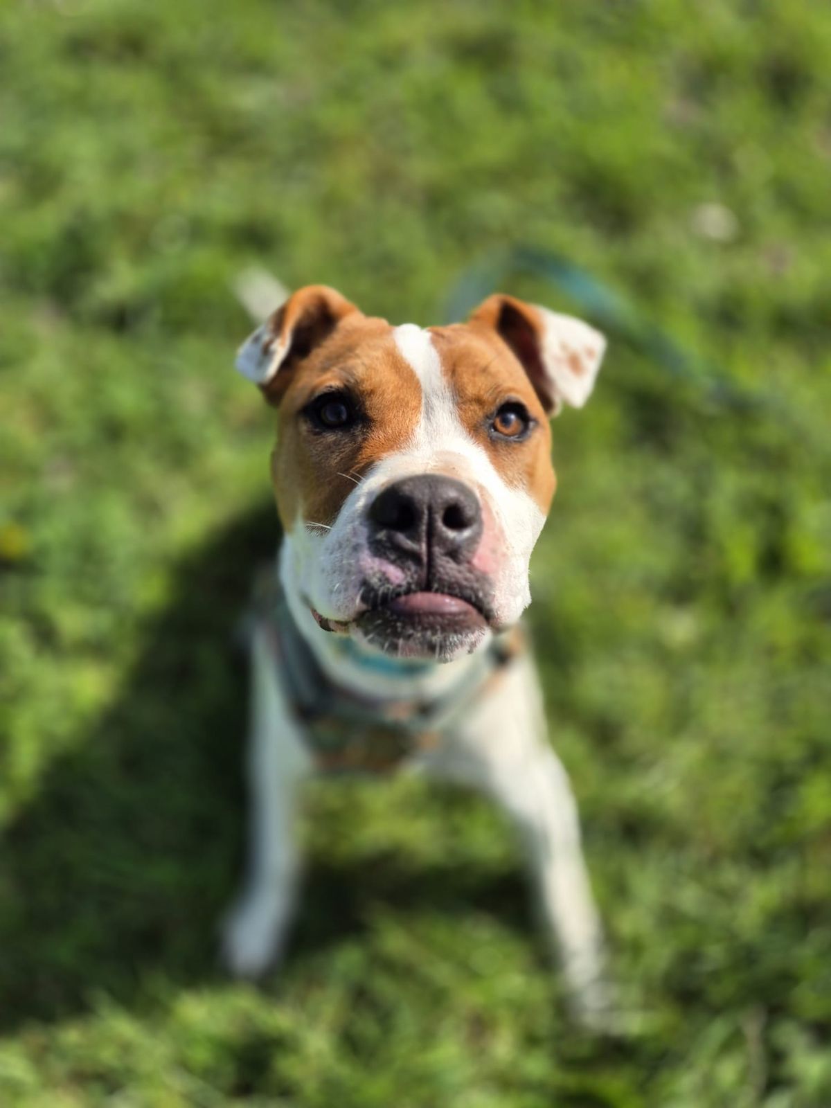 Gallery image: Barley