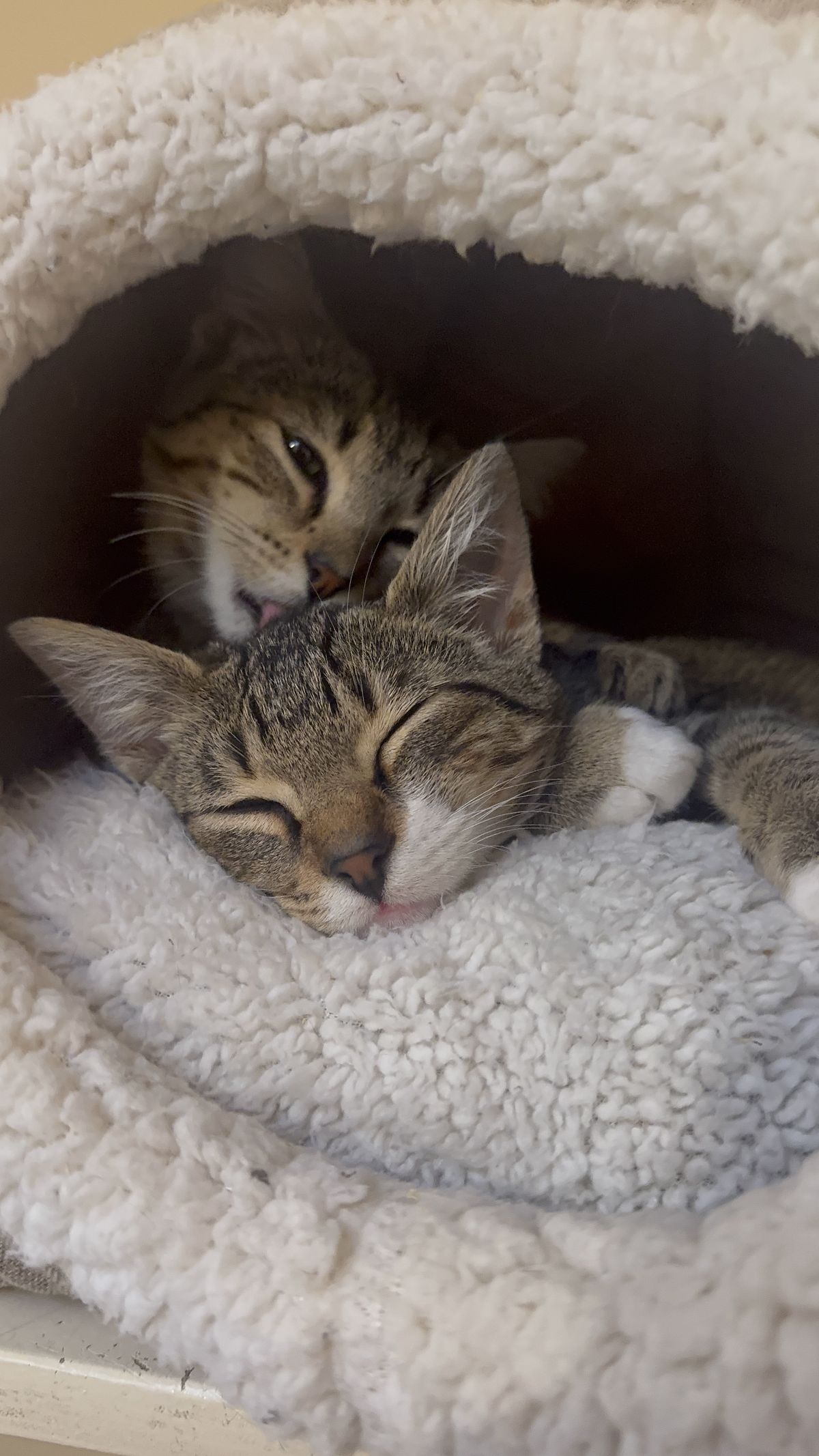 Gallery image: Bagel