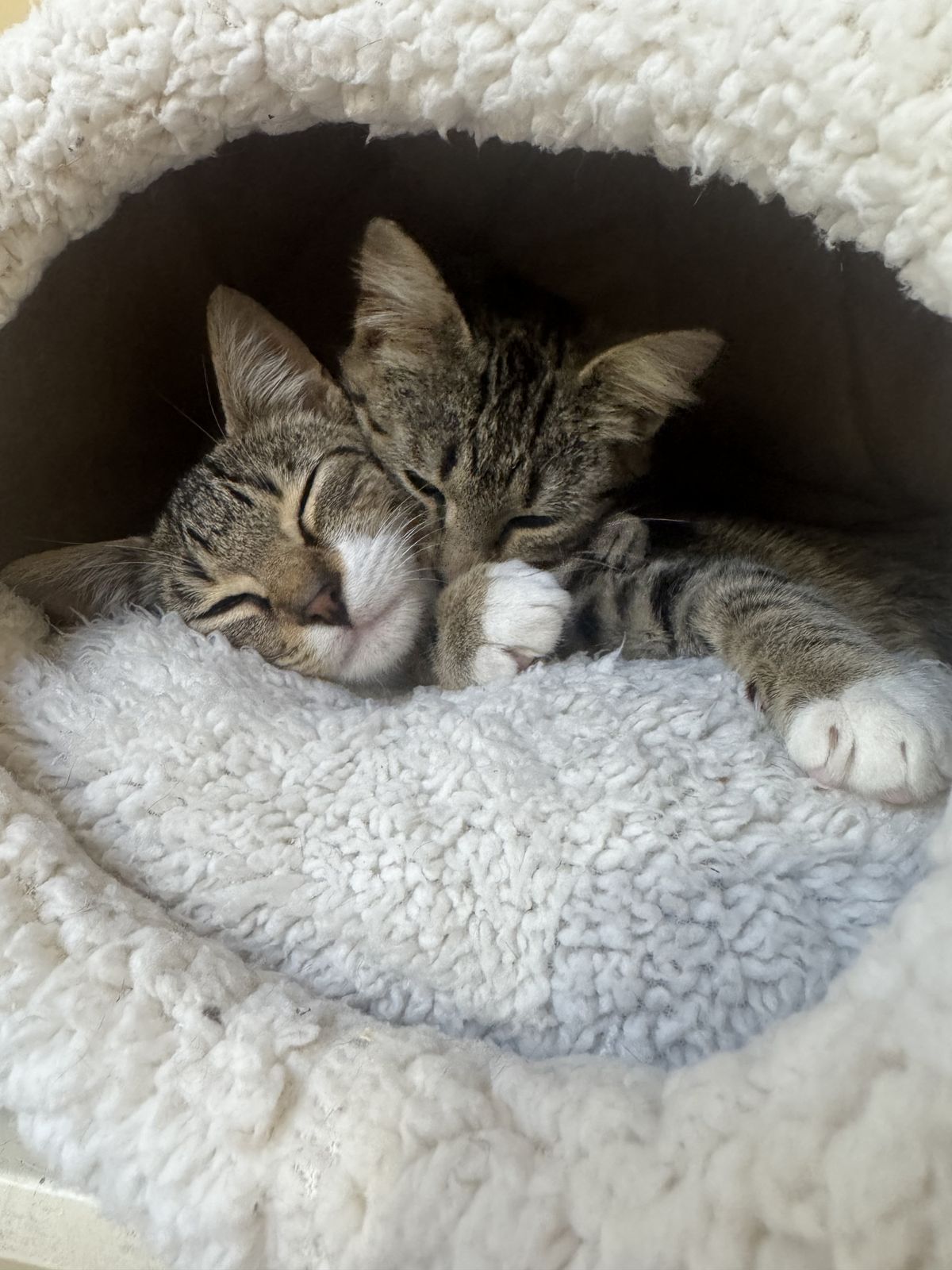 Gallery image: Bagel