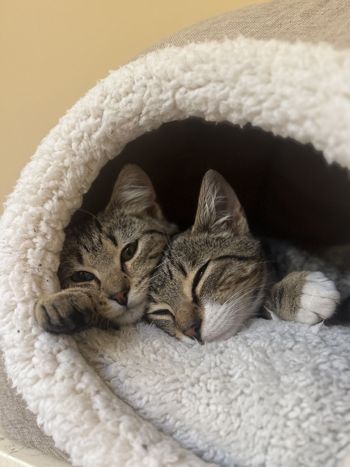 Gallery image: Lilly