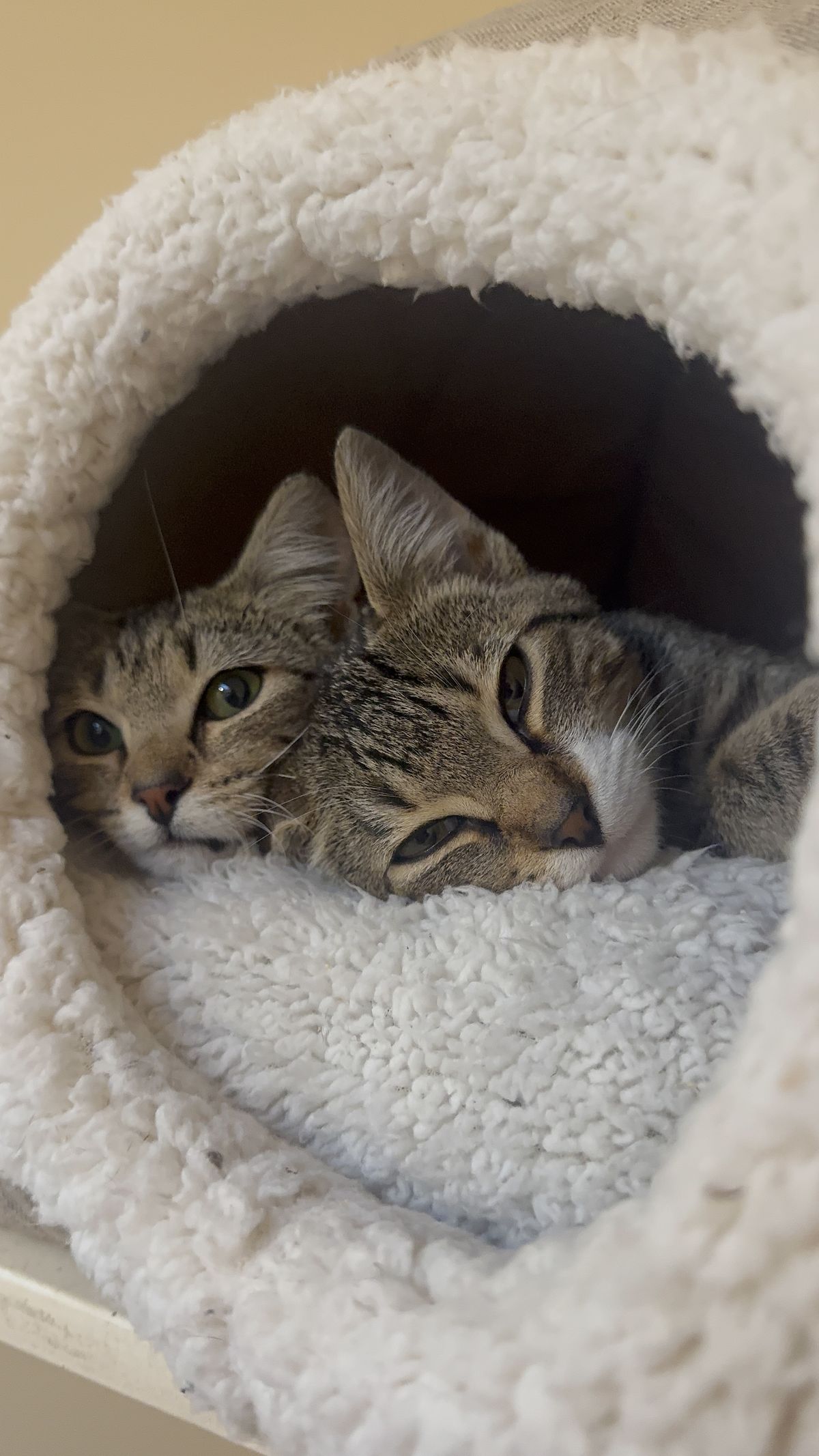 Gallery image: Lilly