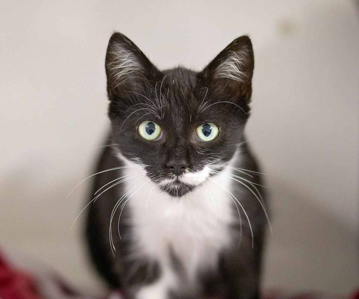 Gallery image: Alice