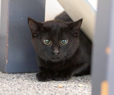 Tansy - Domestic Short Hair