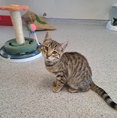 Elijah - Domestic Short Hair