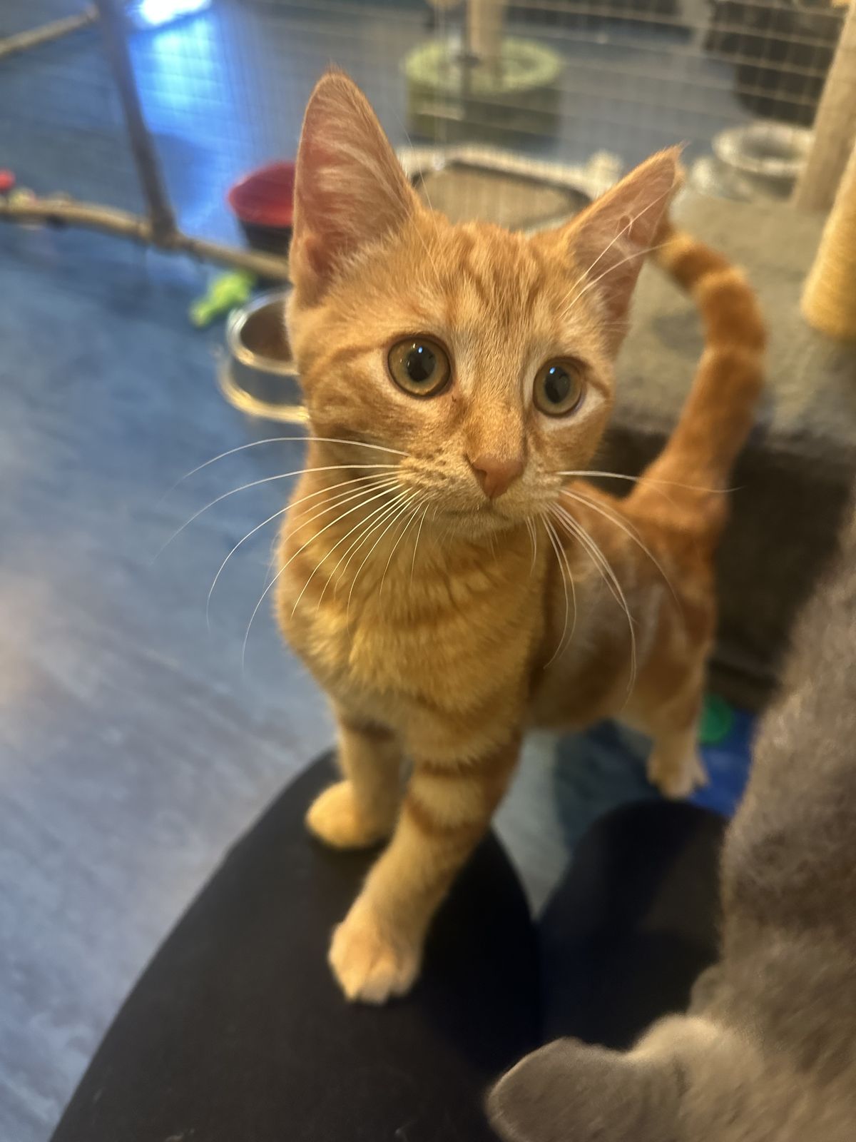 Gallery image: Wallace