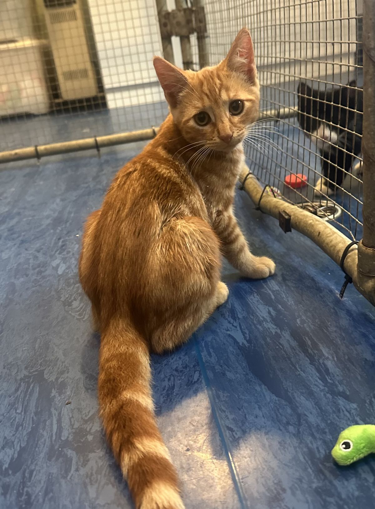 Gallery image: Wallace