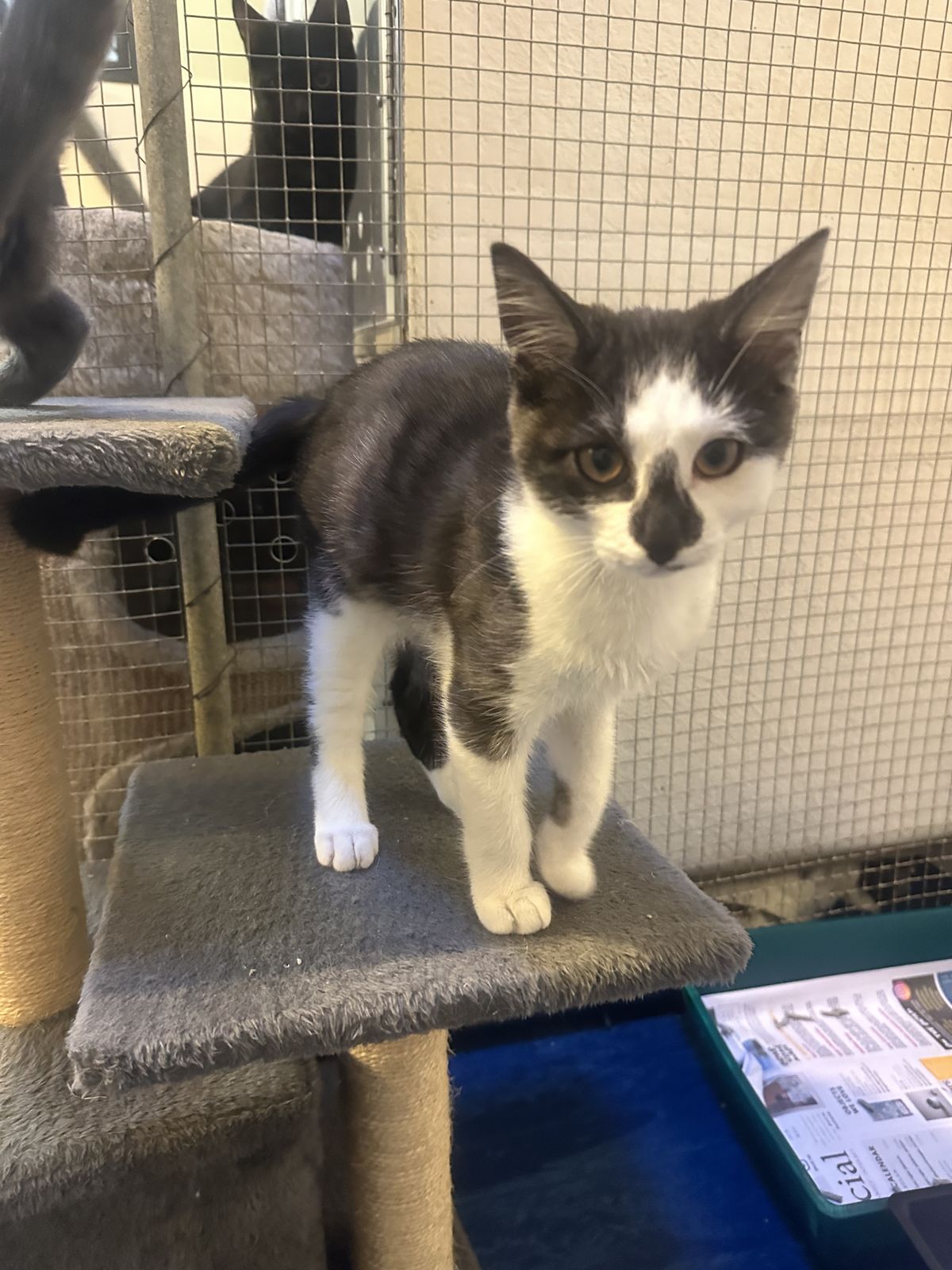 Gallery image: Winston