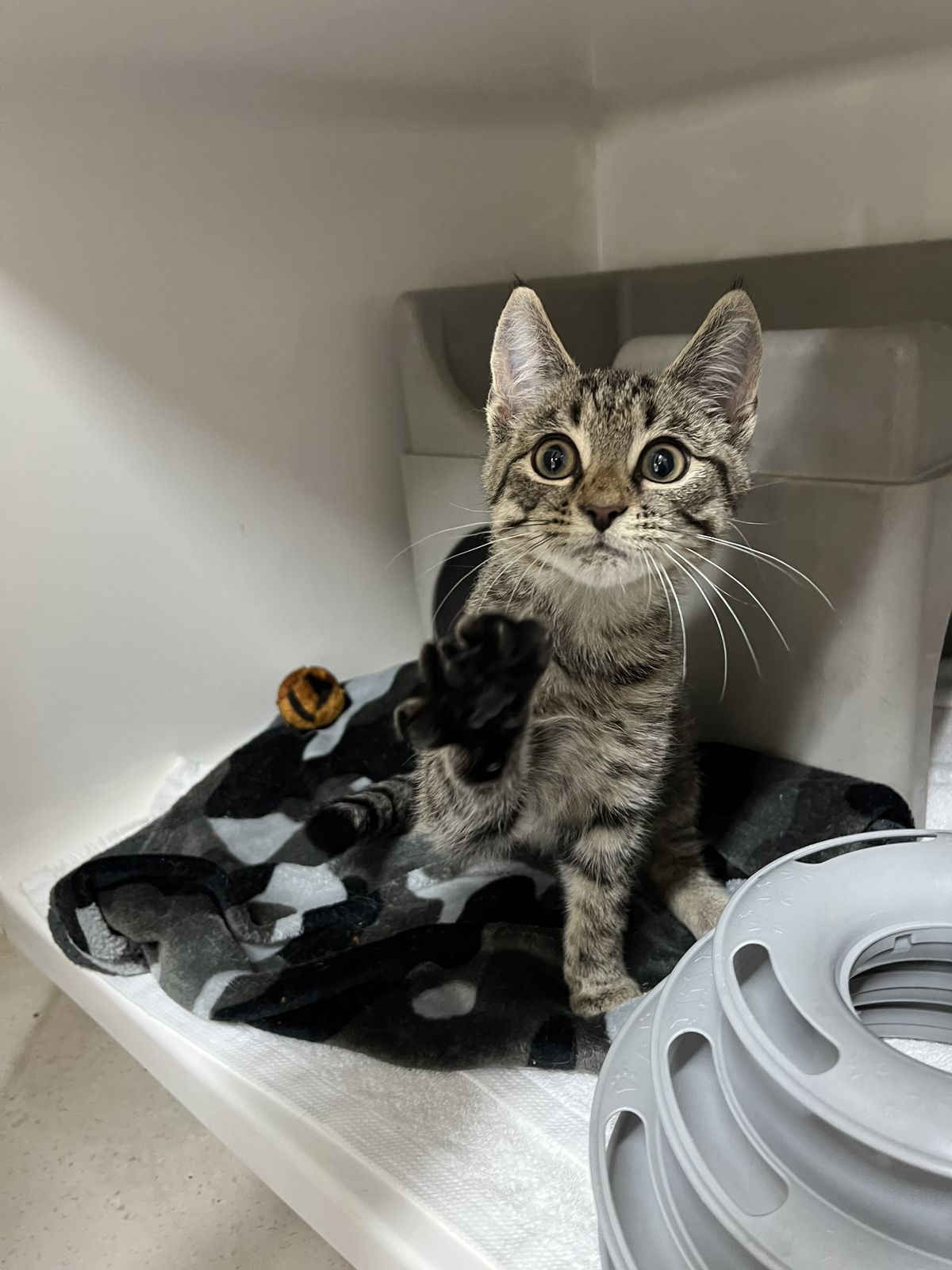 Gallery image: Freddy