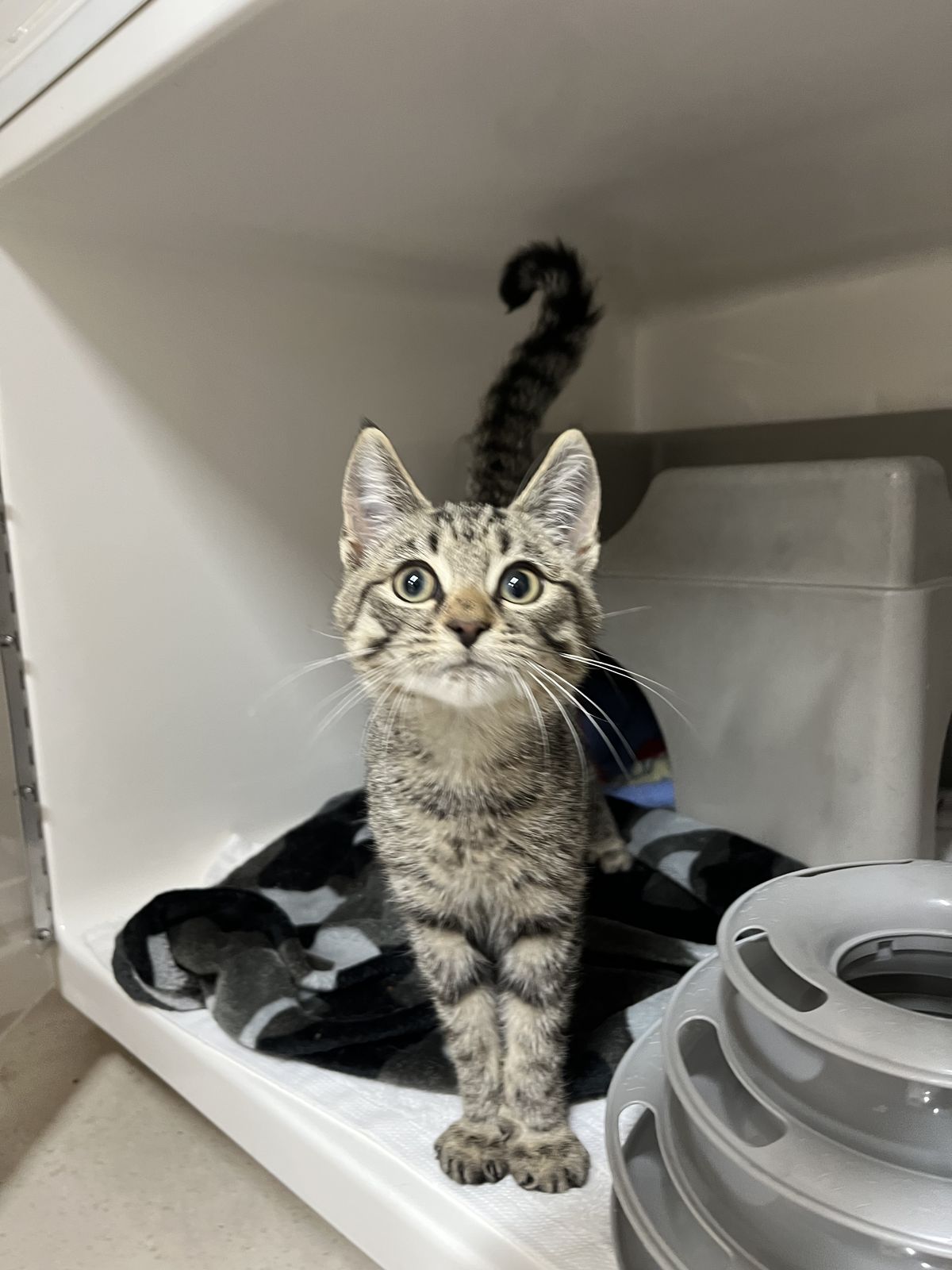 Gallery image: Freddy