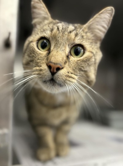 Butch - Domestic Short Hair