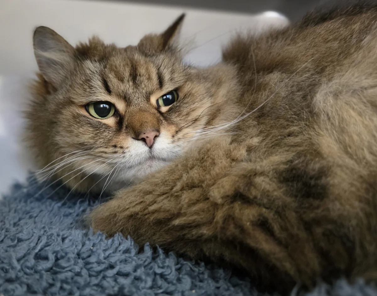 Gallery image: Padme