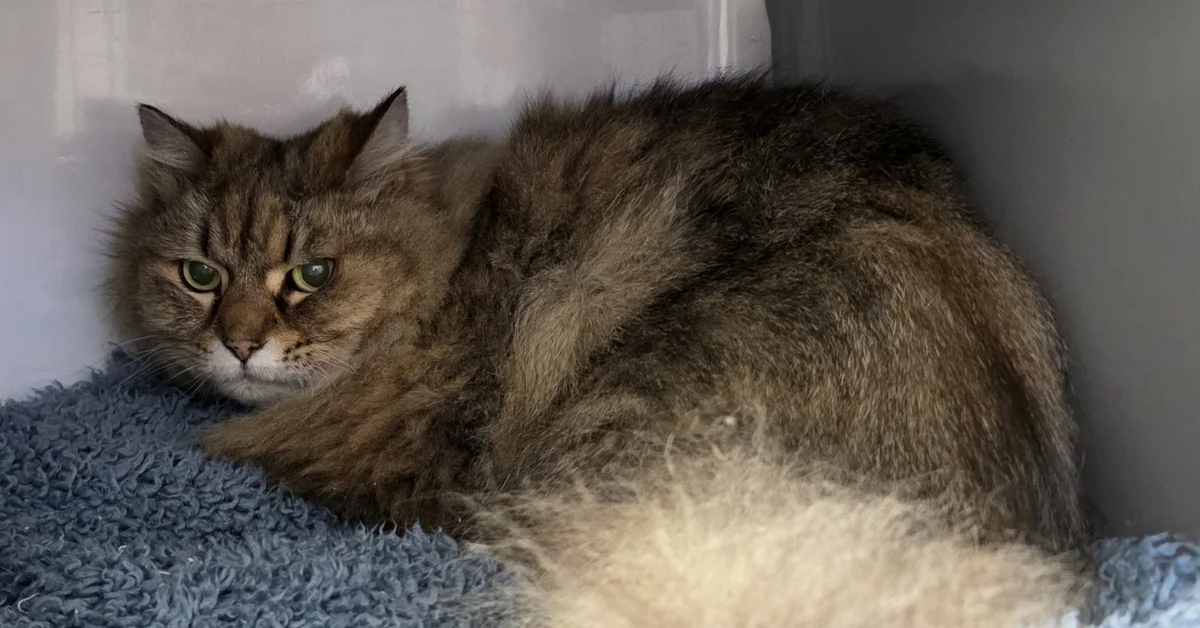 Gallery image: Padme