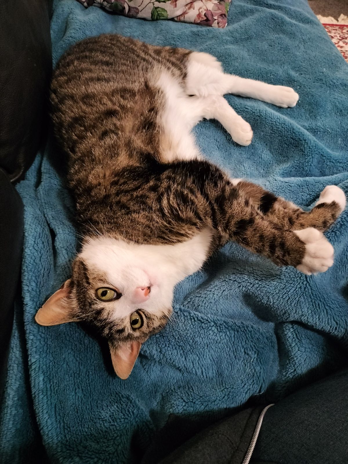 Gallery image: Jasari