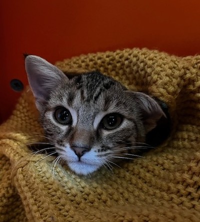 Juniper - Domestic Short Hair