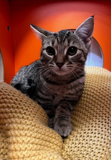 Gallery image: Juniper