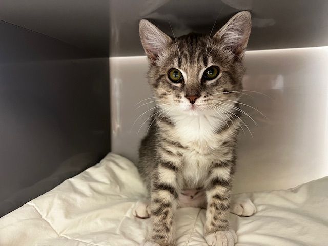 Gallery image: Coastie 