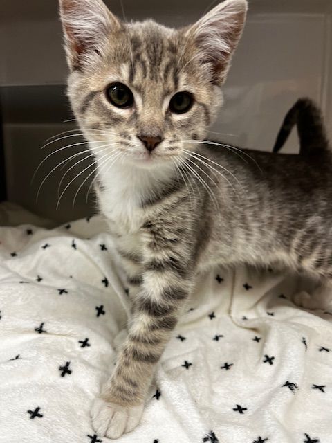 Gallery image: Coastie 