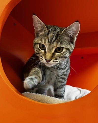 Maxine - Domestic Short Hair