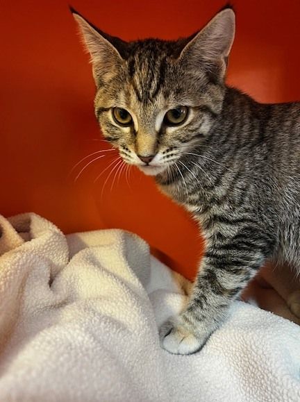 Gallery image: Maxine