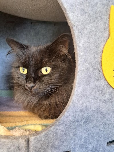 Milly - Domestic Longhair