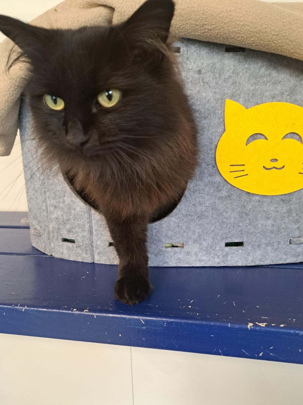 Gallery image: Milly