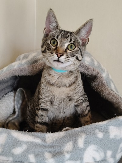 Yale - Domestic Short Hair