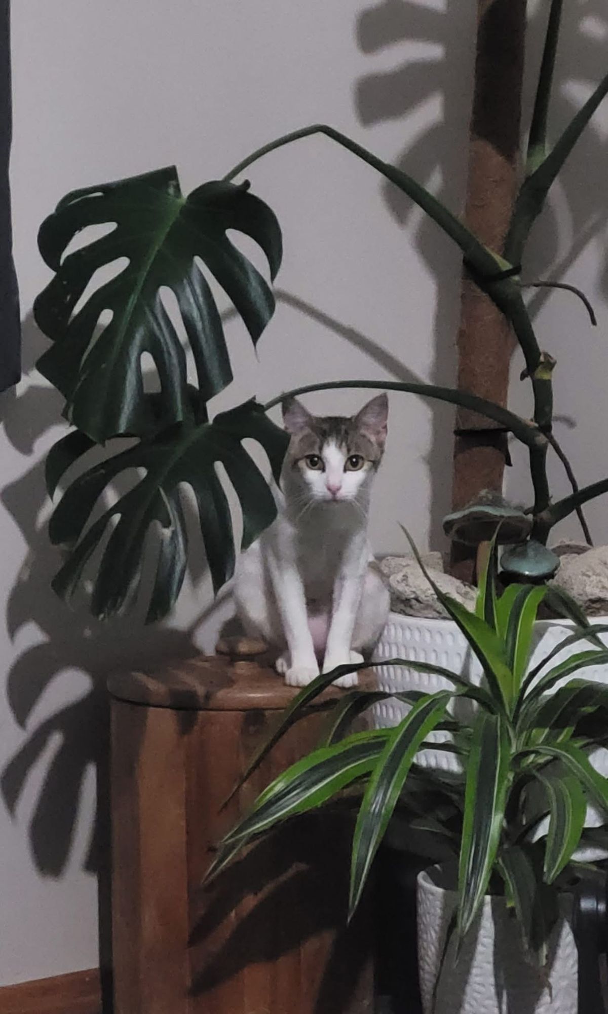 Gallery image: Juniper