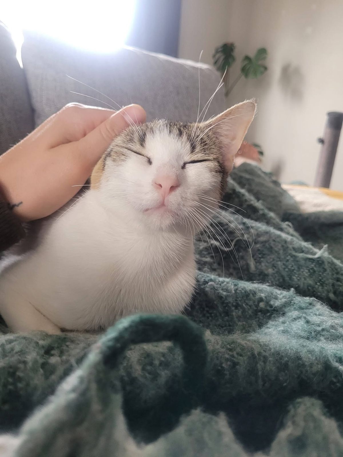 Gallery image: Juniper