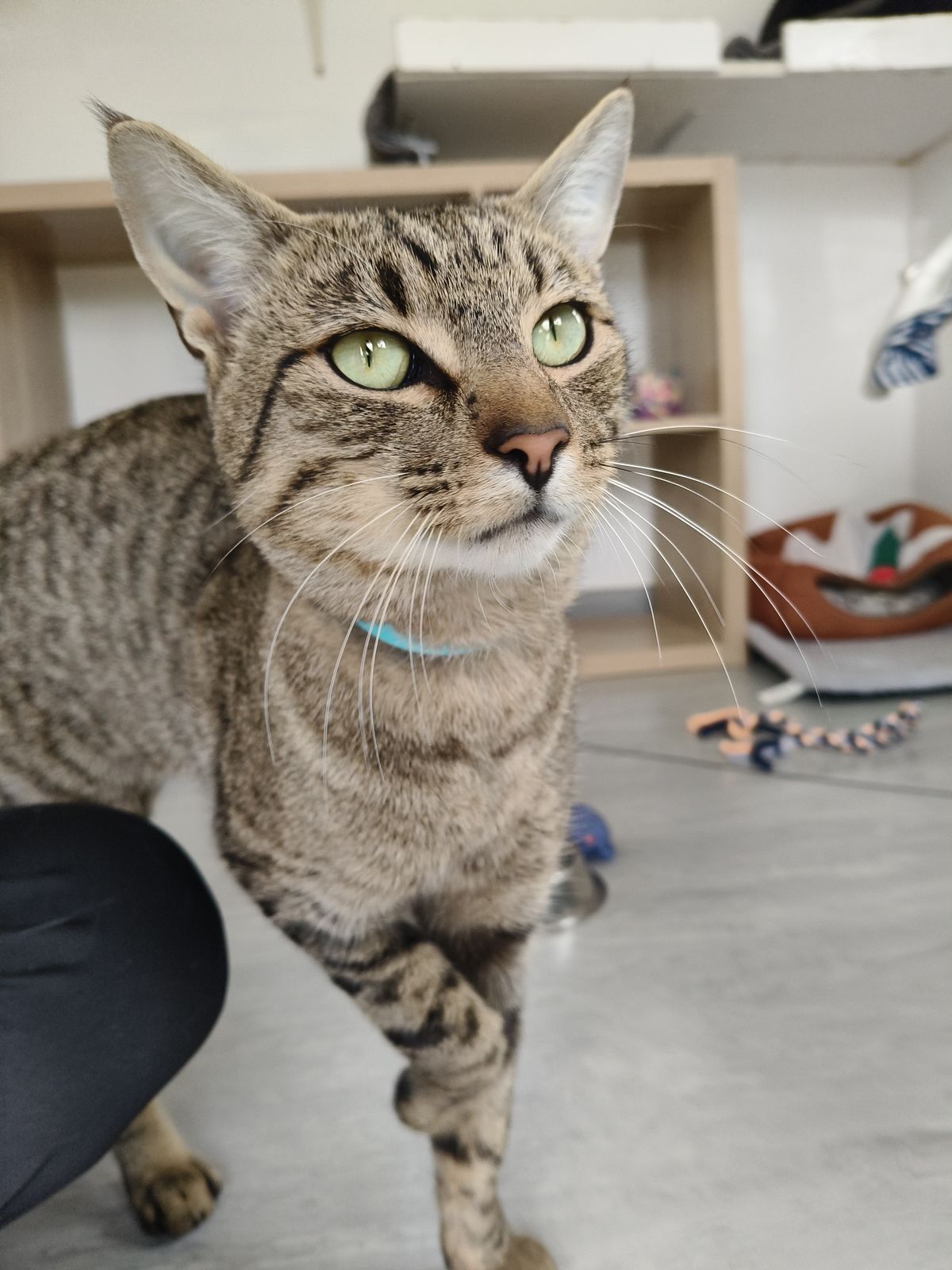 Gallery image: Slinky