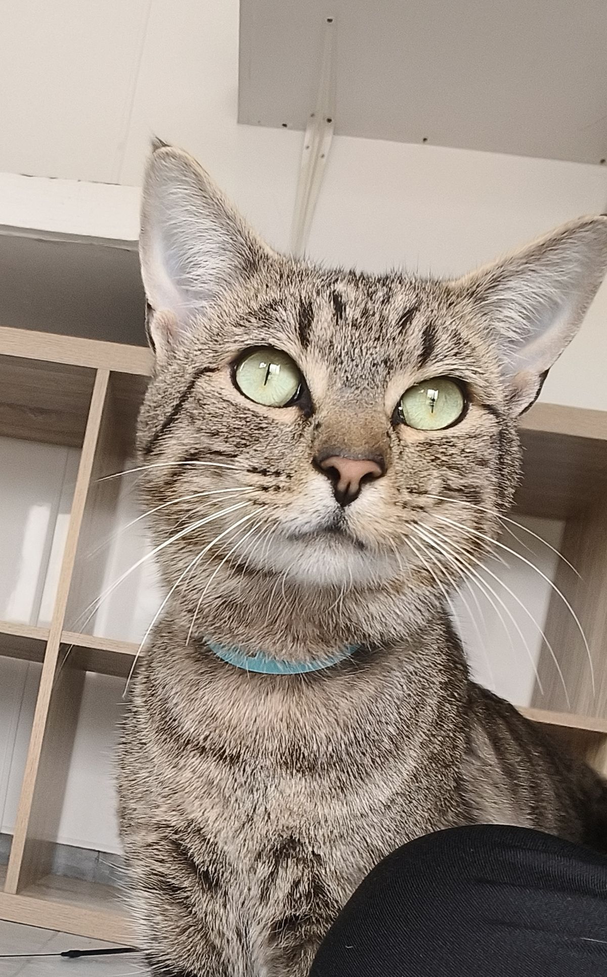 Gallery image: Slinky