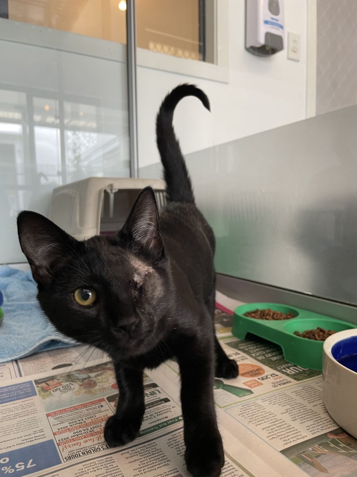 Gallery image: Abbot 