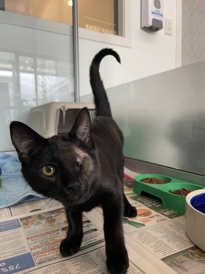 Abbot  - Domestic Short Hair