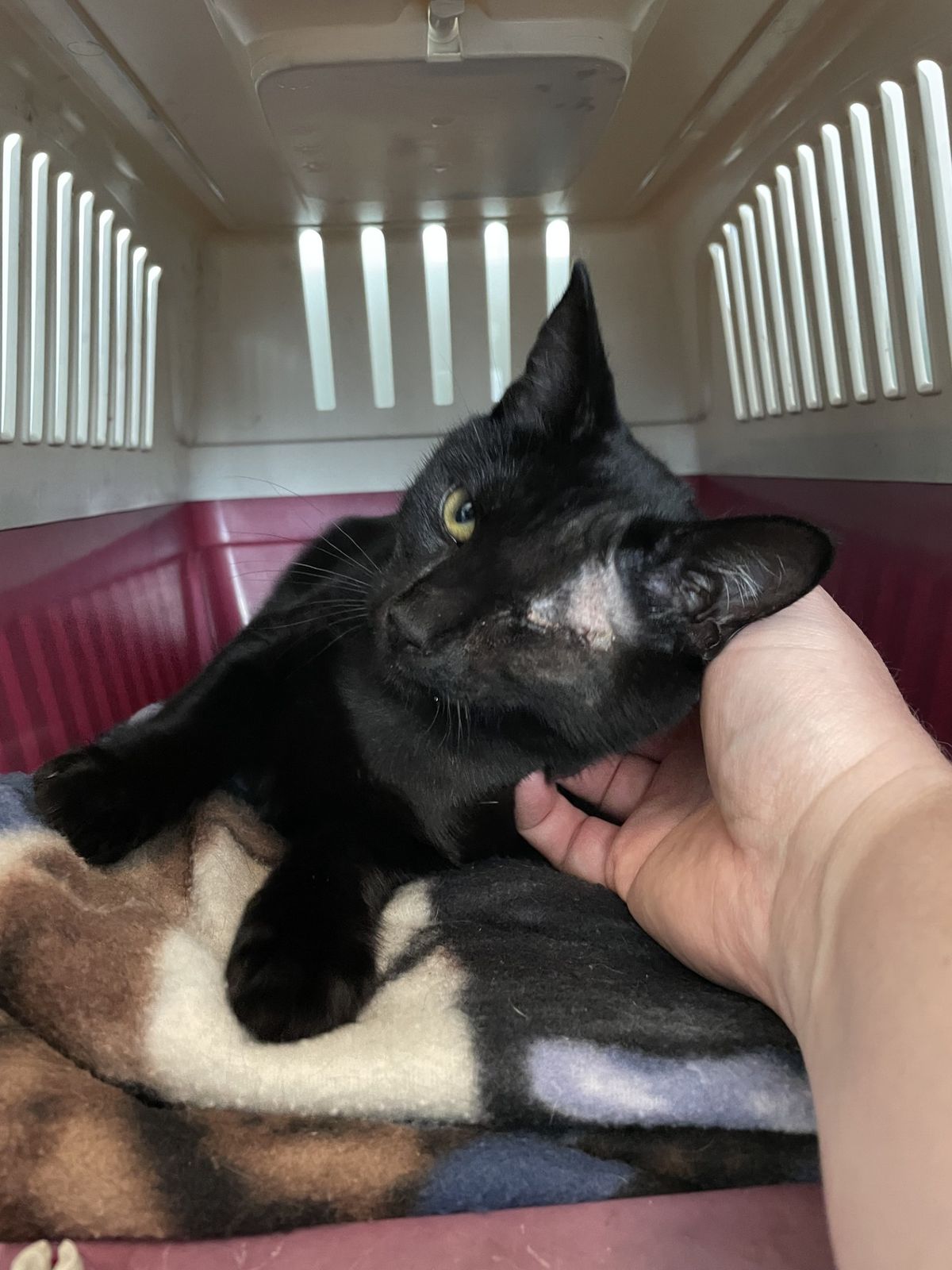 Gallery image: Abbot 