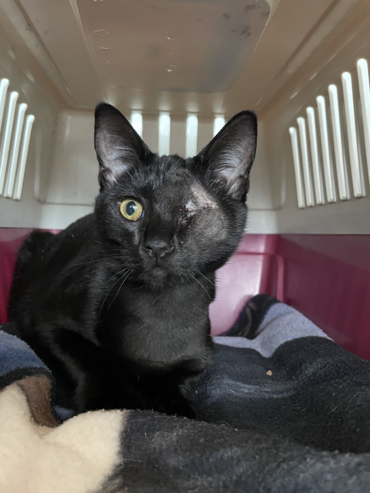 Gallery image: Abbot 