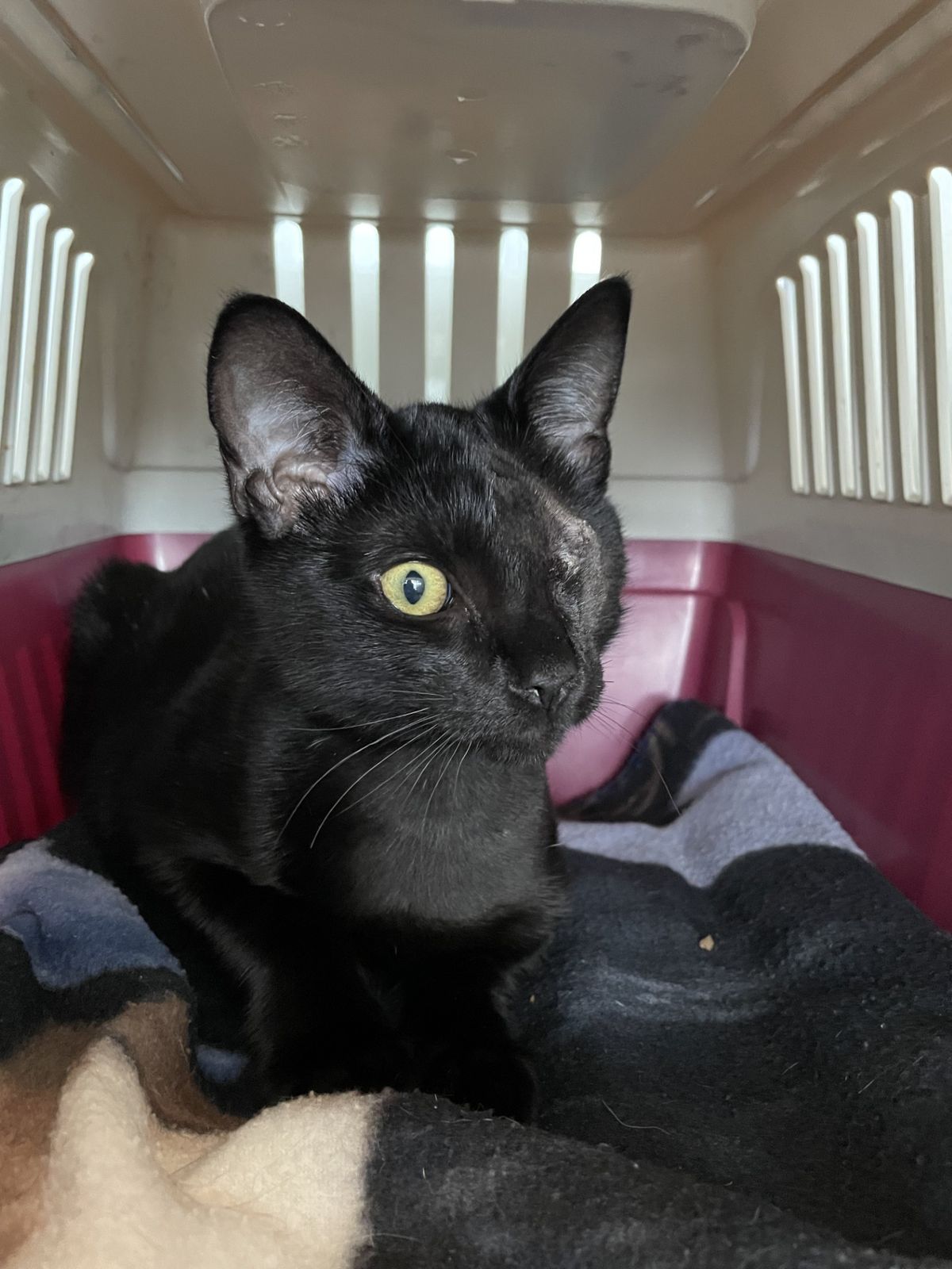 Gallery image: Abbot 