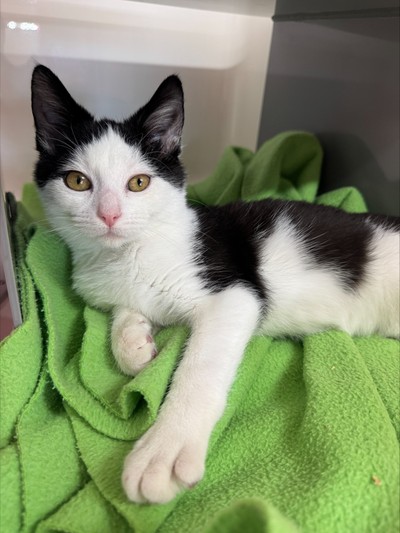 Simon - Domestic Short Hair