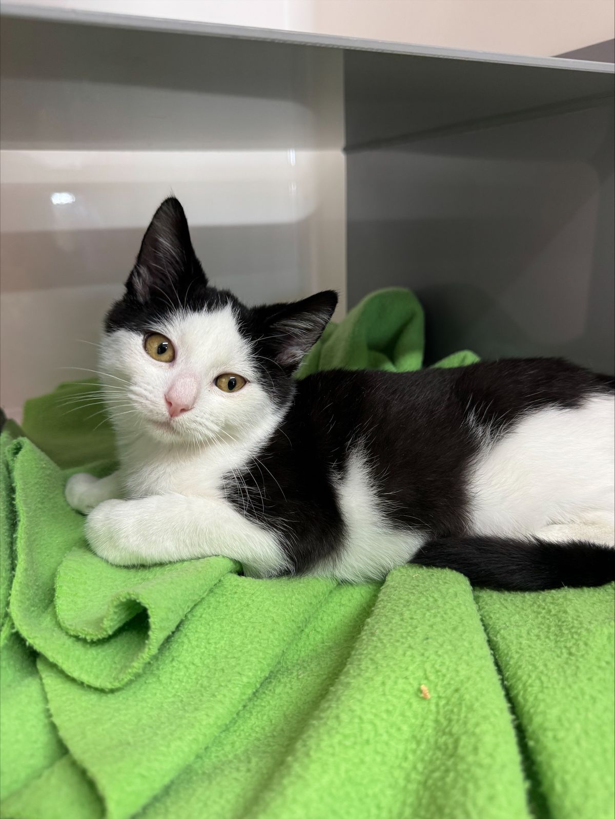 Gallery image: Simon