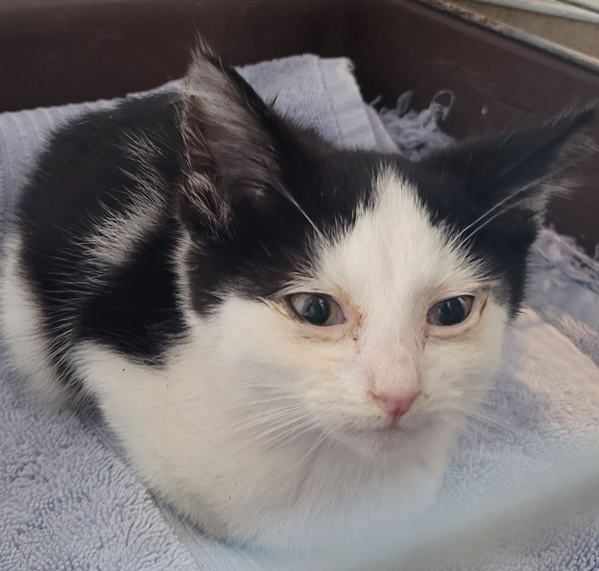 Gallery image: Simon