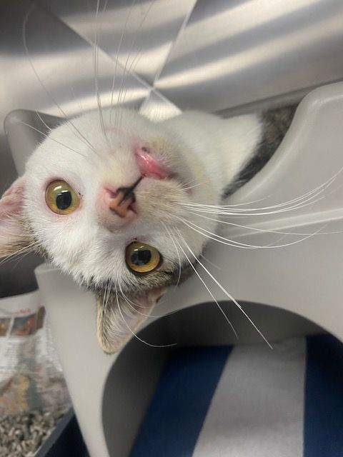 Gallery image: Edgar