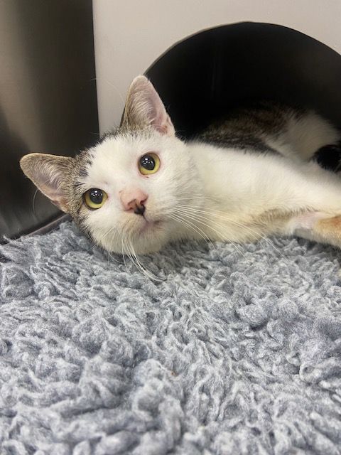 Gallery image: Edgar