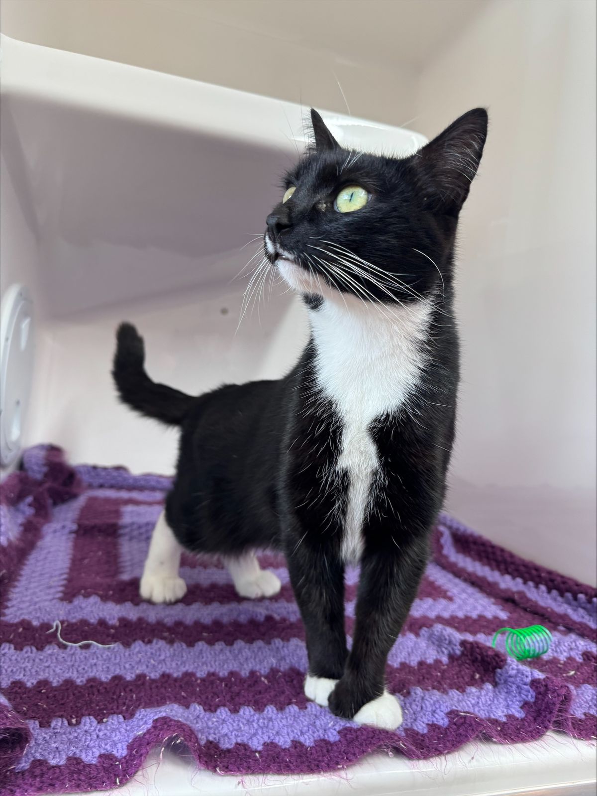 Gallery image: Queenie