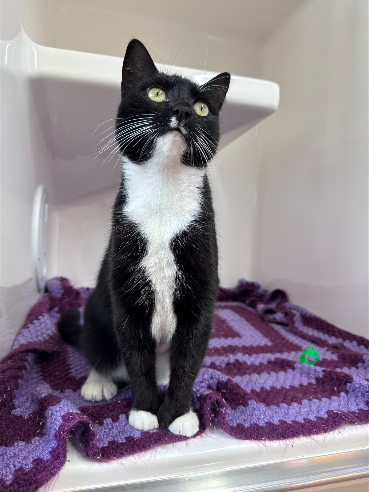 Gallery image: Queenie