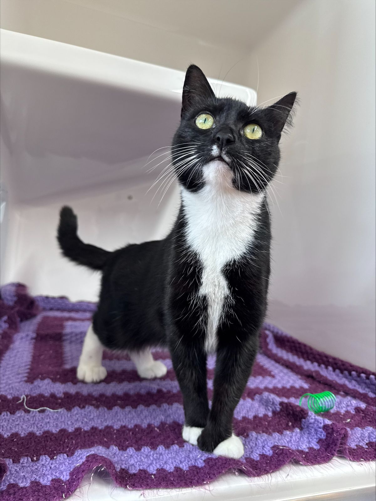 Gallery image: Queenie