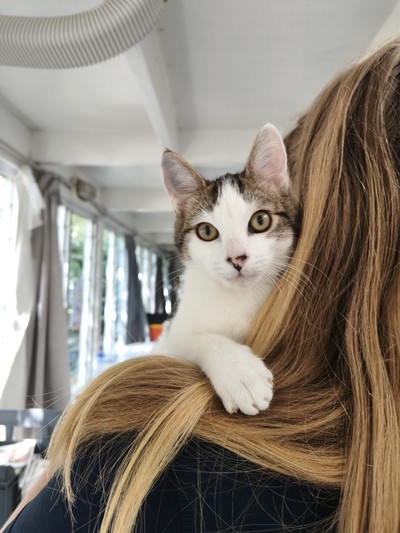 George  - Domestic Short Hair